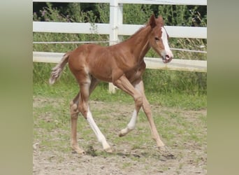 American Quarter Horse, Stallion, Foal (06/2024), Chestnut