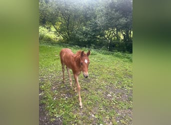 American Quarter Horse, Stallion, Foal (01/2025)