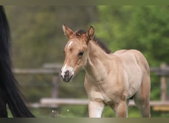 American Quarter Horse, Stallion, Foal (03/2024), Dun