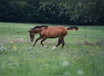 American Quarter Horse, Stallion, Foal (03/2025), Dun