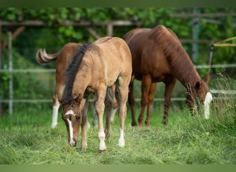 American Quarter Horse, Stallion, , Dun
