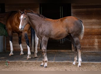 American Quarter Horse, Stallion, Foal (01/2026), Grey-Blue-Tan