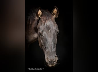 American Quarter Horse, Hengst, Fohlen (04/2024), Grullo