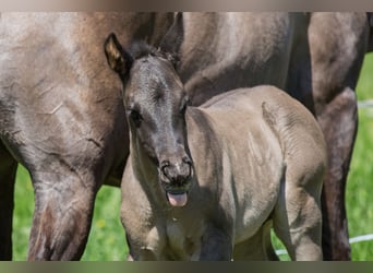 American Quarter Horse, Stallion, Foal (04/2024), Grullo