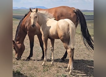 American Quarter Horse, Stallion, Foal (05/2025), Palomino