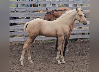 American Quarter Horse, Stallion, Foal (05/2025), Palomino