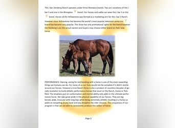 American Quarter Horse, Stallion, Foal (05/2025), Palomino