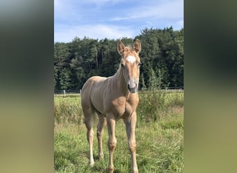 American Quarter Horse, Stallion, Foal (06/2026), Palomino