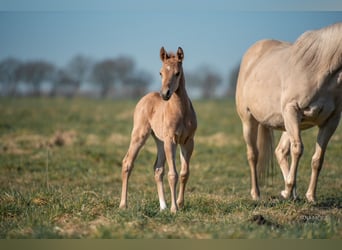 American Quarter Horse, Stallion, , Palomino