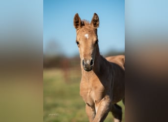 American Quarter Horse, Stallion, , Palomino