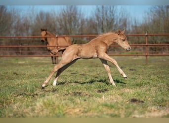 American Quarter Horse, Stallion, , Palomino