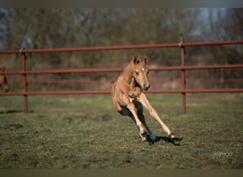 American Quarter Horse, Stallion, , Palomino