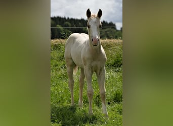 American Quarter Horse, Stallion, Foal (04/2024), Palomino