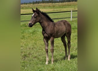 American Quarter Horse, Stallion, Foal (04/2024), Palomino