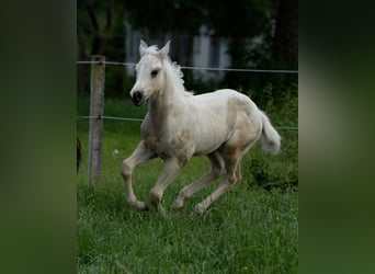 American Quarter Horse, Stallion, Foal (04/2024), Palomino