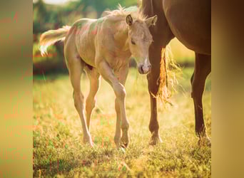American Quarter Horse, Stallion, Foal (05/2025), Palomino