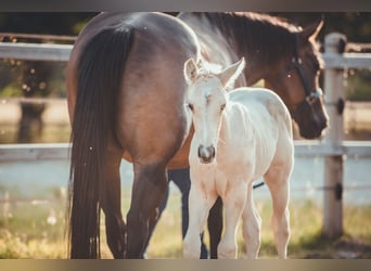 American Quarter Horse, Stallion, Foal (05/2025), Palomino