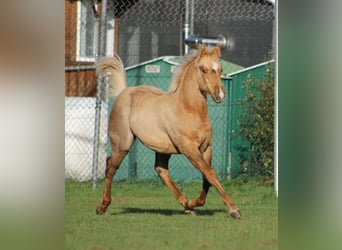 American Quarter Horse, Stallion, Foal (05/2025), Palomino