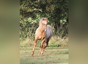 American Quarter Horse, Stallion, Foal (05/2025), Palomino