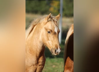 American Quarter Horse, Stallion, Foal (05/2025), Palomino