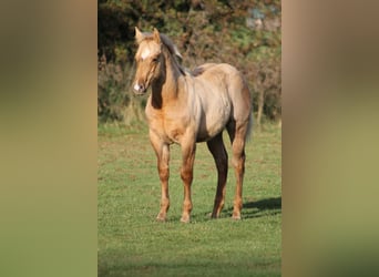 American Quarter Horse, Stallion, Foal (05/2025), Palomino
