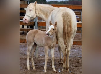 American Quarter Horse, Stallion, Foal (01/2024), Palomino