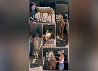 American Quarter Horse, Stallion, Foal (02/2025), Palomino