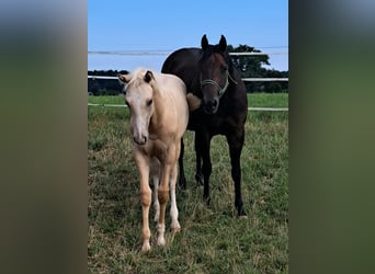 American Quarter Horse, Stallion, Foal (02/2025), Palomino