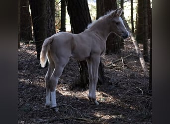 American Quarter Horse, Stallion, , Palomino