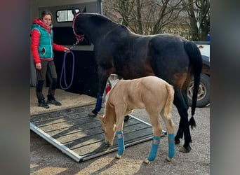 American Quarter Horse, Stallion, , Palomino