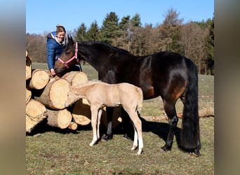 American Quarter Horse, Stallion, , Palomino