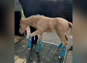 American Quarter Horse, Stallion, , Palomino