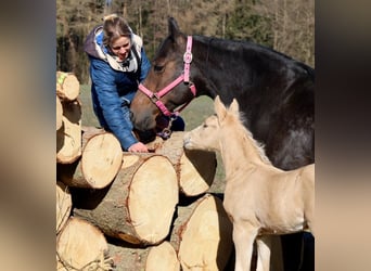 American Quarter Horse, Stallion, , Palomino