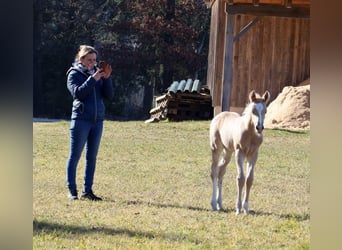 American Quarter Horse, Stallion, , Palomino