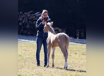 American Quarter Horse, Stallion, , Palomino