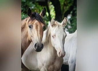 American Quarter Horse, Stallion, Foal (03/2023), Perlino