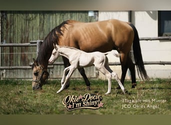 American Quarter Horse, Stallion, Foal (04/2026), Perlino