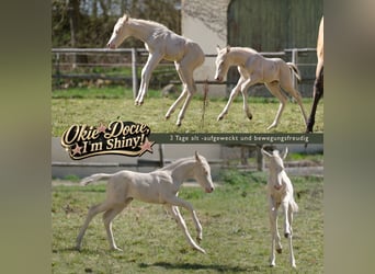 American Quarter Horse, Stallion, Foal (04/2026), Perlino