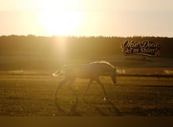 American Quarter Horse, Stallion, Foal (04/2026), Perlino
