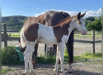 American Quarter Horse, Stallion, Foal (05/2024), Pinto