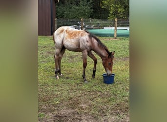 American Quarter Horse, Stallion, Foal (05/2026)