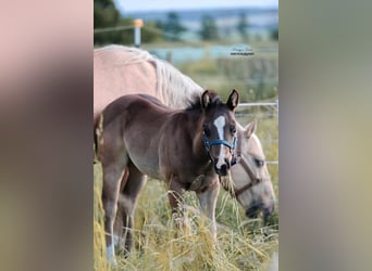 American Quarter Horse, Stallion, Foal (03/2025)