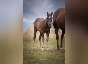 American Quarter Horse, Stallion, Foal (03/2025)