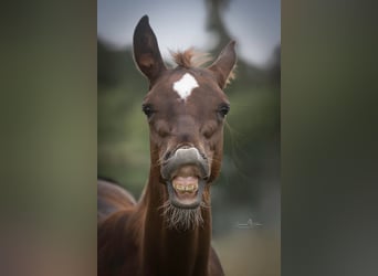 American Quarter Horse, Stallion, Foal (03/2025)