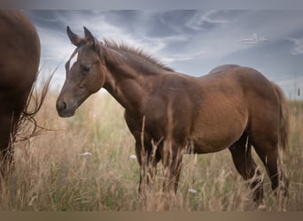 American Quarter Horse, Stallion, Foal (03/2025)