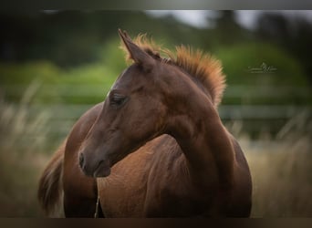 American Quarter Horse, Stallion, Foal (03/2025)