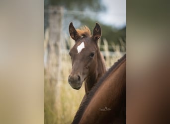 American Quarter Horse, Stallion, Foal (03/2025)