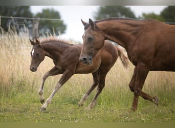 American Quarter Horse, Stallion, Foal (03/2025)