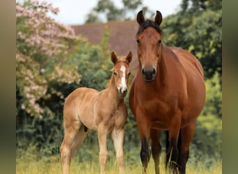 American Quarter Horse, Stallion, Foal (04/2025)