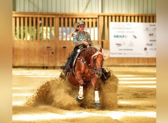 American Quarter Horse, Stallion, Foal (04/2025)